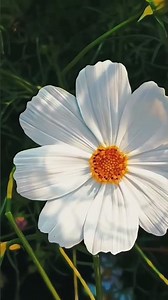 Teri Geet Ankit musix #lovesong #love #tseries #mrbeast