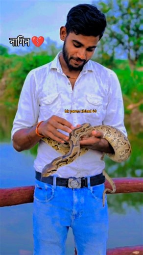 MR.PAVAN NISHAD DHOLPUR on Instagram: "नगीन #trendingreels #shribhumiyadholpur #reels dancer pavan nishad dholpur"