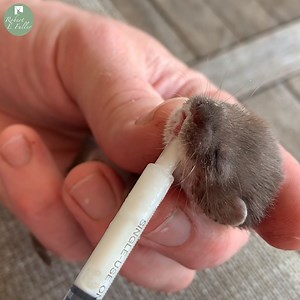 This is Whisper, a tiny baby stoat 🐾 At just 4 weeks old, she needs feeding every 3 hours. And maybe a bib 😍 Follow her story as I prepare her for a life in the wild here: https://bit.ly/3dBIYCL NATURE WATCH Zapsplat | Robert E Fuller
