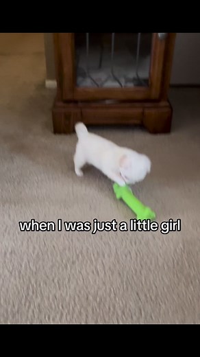 282 reactions · 42 shares | When I was a little girl #el #chihuahuafamily #chihuahualife #chihuahualove #chihuahuafanatics #chihuahuaworld #dogphotography #dogslife #dogoftheday #doglover #dogsofinstaworld #dogsofinsta #petsofinstagram #pet #petsagram #petlovers #petcare #fypシ゚ #fypシ゚viralシfypシ゚ #fyppage #fypシviral #fypシ゚viralシ #fypviralシ #reelsoftheday #reelsofinstagram #reelsfbviral #shichi #OMG #furdad #furmom #furbaby | El-Toby Thompson | Facebook