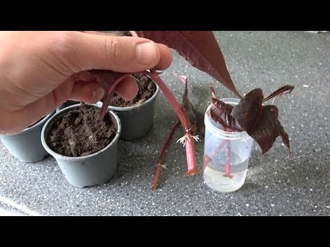 3 Ways How I Propagate My Persicarias Fast & Easy!