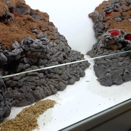 Pacman frogs' Bloopers #shorts #aquarium #aquascape #aquaterrarium