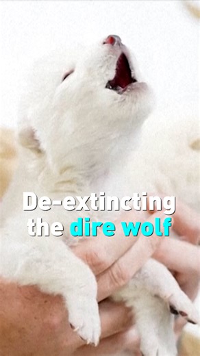 2.5K views · 54 reactions | Scientists at Colossal Biosciences say they’ve created three genetically engineered wolves that are similar to the long-extinct dire wolves which existed between 10,000 and 125,000 years ago. The company said its team utilized DNA extraction from a 13,000 year-old fossilized dire wolf tooth and a 72,000 year-old dire wolf ear bone to “successfully birth” the three cubs, one of which is named Khaleesi. Scientists chime in. | CGTN America | Facebook