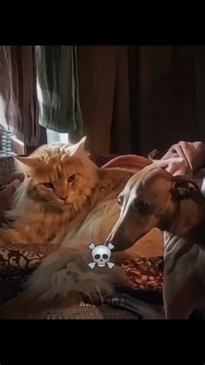Cat's are real OG 💀
