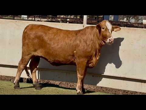 J&J Cattle Co: Bred & Open Replacement Heifer Online Auction