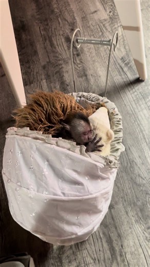 Adorable Capuchin Monkey Moments with Lando
