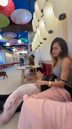 ..a Tokio sono andata in questo “Pig cafè” per fare una esperienza carina, divertente..ma per me non è stato cosi. Non sono fatta per questo mondo, non lo capisco. Non riesco a divertirmi mentre accarezzo un maiale sapendo la fine che fanno tutti gli altri.. Vedo questi piccolini così amati, coccolati e curati qui..penso che questa è la vita che si meritano tutti.. Non capisco come la gente possa mangiare gli animali. Non capisco come la gente possa accarezzarli come peluche per poi ordinarli a 
