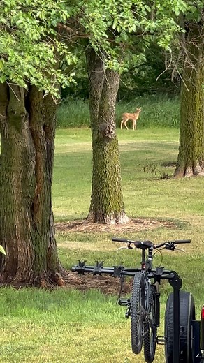 46 reactions | We Had A VISITOR On Our Front LAWN!!! . . . . #ThisOutdoorsman #Outdoorsman #Outdoors #IdRatherBeOutside #GetOutside #OptOutside #GetOutdoors #WeLiveOutdoors #Whitetail #Deer #Hunting #RifleHunting #DeerHunting #DeerSeason #DeerHunter #Hunter #Hunt #BigBuck #Buck #Bobcat #Turkey #TurkeyFlock #Woodchuck #Owl #Raccoon#Fawn #BabyDeer #Trailcam | ThisOutdoorsman | Facebook