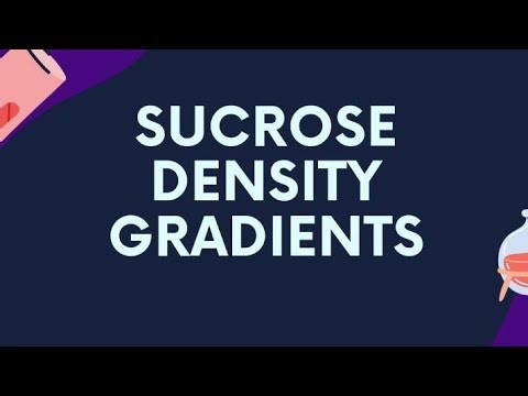 sucrose density gradient