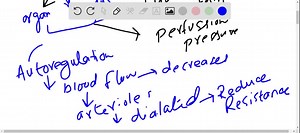 SOLVED:Autoregulation of blood flow to a tissue is due to a . sympathetic innervation. b. the release of vasopressin by the hypothalamus. c . increased activity of stretch receptors. d. chemoreceptors in the aorta and the carotid arteries. e . the effect of the local chemical environment on arterioles.