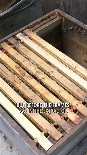 Extracting Heather Honey