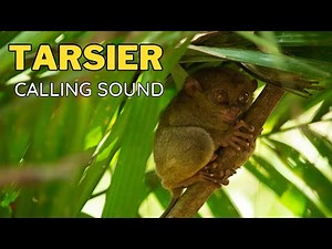 Tarsier Calling Sound