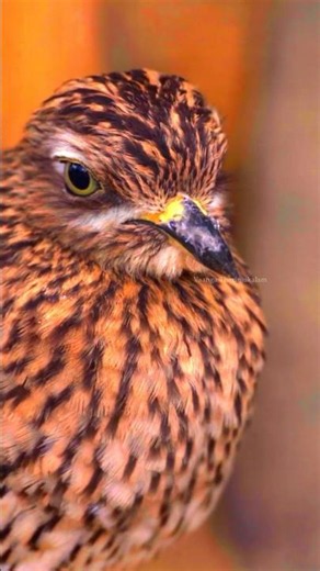 🦜Bird Fact #3 | How Birds Sleep While Flying 🕊️✨ | Amazing Nature Fact #birds #emotional #facts