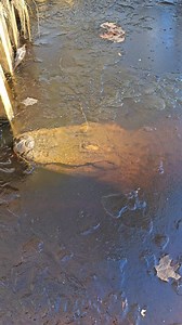 2024 Alligators in ice!! Open weekends, come see us! www.SwampPark.com WECT News WRAL TV MyrtleBeach.com Ocean Isle Fishing Center City of Wilmington Parks & Recreation Nat Geo Wild Meteorologist Gannon Medwick - WECT | The Swamp Park