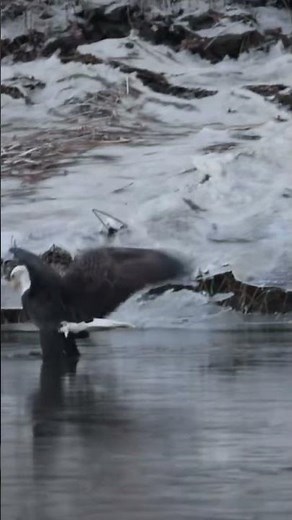 Bald Eagle catches a lamprey through the ice.