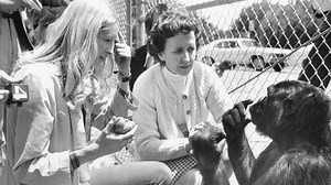 How Human Should A Gorilla Be?