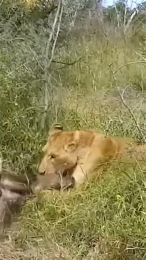 Life of African Lions | The baby buffalo was caught by a lion.