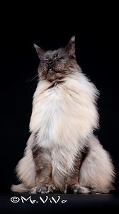 9.9K views · 3.4K reactions | Enjoying the wind. | Mr. ViVo | Facebook