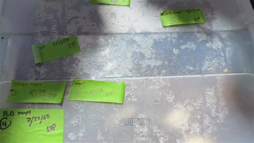 18 reactions | Texas Map Turtles Hatching 讀 #amazinganimals #turtles #hatchingturtles #happybirthday #turtleeggs | TheTurtleSource.com | Facebook