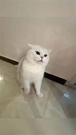 When you point at your cat 😹🤔🤣#funnycat #cat #tiktokcats #funnyvideos... | Everly Monroe