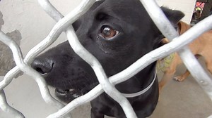 4K views · 152 reactions | ADOPTED - moved to SAFE Album on 05/15 He...