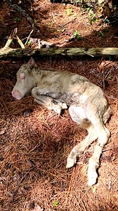 The way she got so mischievous once she got all better 😍 Cricket talked to us about how she never planned to have a horse live in her house, and how she’d do it all over again! Learn more about donating to We Say Neigh here: http://thedo.do/donateaddie and on Instagram: https://thedo.do/wesayneigh Keep up with Cricket on Instagram: https://thedo.do/addietheminihorse | The Dodo