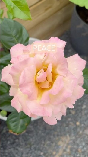 The name of the rose