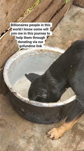 l know somepeople will join me in these journey to help stray dogs #operationkindness #kindnesshero