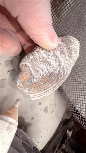 Here’s an outstanding example of a Shell fossil specimen that has been found and prepared