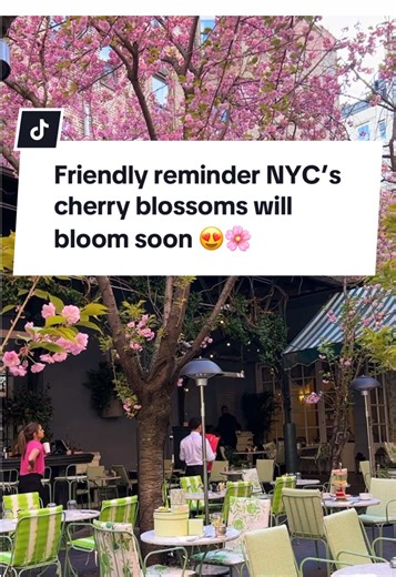 NYC Cherry Blossoms Blooming Soon: Best Spots!