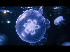 Blue Jellyfish: Stunning Facts, Underwater Beauty & Ocean Life