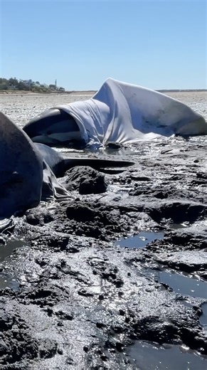 10K views · 32 reactions | Dolphins can’t decide where they get stranded, but certain rescue missions can be more dangerous than others. Sometimes our team encounters some sticky situations, but getting stuck in the mud is a risk they are prepared to face. Staying safe out there means more of these beautiful animals get a second chance at life! | ifaw | Facebook