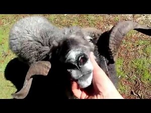 Angry ram shows his gentle side... but it doesn't last long