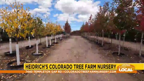 Wrapping your trees for winter with Heidrich's Colorado Tree Farm Nursery