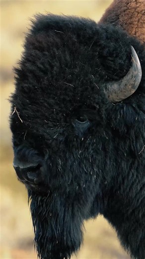 Discover the Mighty Bison of North America