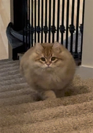 Siberian Cat Cuteness Overload: Adorable Moments