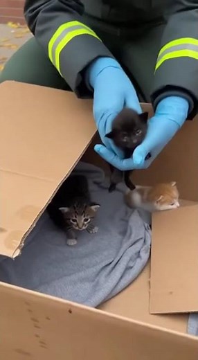 Heartwarming Cat Rescue Compilation — Real-Life Feline Heroes 🐈‍⬛