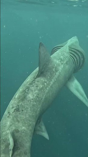 Happy earth day! A huge basking shark feeding to celebrate. Still spaces to join our August tours!