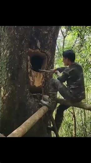 Building Tree House in Forest 🌲🏡