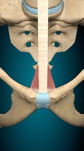 Pyramidalis Muscle Origin: The pyramidalis muscle originates from the superior aspect of the body of pubis, anterior pubic ligament. Insertion: The fibres of the pyramidalis muscle travel superomedially and insert onto the area of the linea alba that is located between the pubic symphysis and umbilicus. The pyramidalis muscle is one of muscles of the abdomen. It is a short, triangular, convergent type of skeletal muscle that is absent in some individuals (Tubbs, Shona, and Loukas, 2016) Actions: