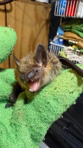 Karen Slote on Instagram: "seth is a funny little guy and just loves to talk! he was outside and stuck under a window screen. it took a bit of maneuvering, but i was able to get him out and brought him back home with me. at this time of year, it is too cold for bats to be outside. if bats are found outside in an area with cold winters like western new york, they likely have not found a suitable place to hibernate and need to be rescued. check out the link in my bio to find a rehabilitator and le