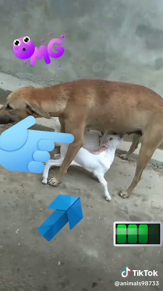 Brown Dog Nurtures Young Goat in Adorable Encounter