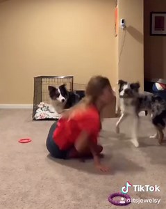 69K views · 1.4K reactions | There are two types of dogs... Join our group and show us your Aussie!Aussies Doing Things | Best of Aussies Doing Things | Facebook