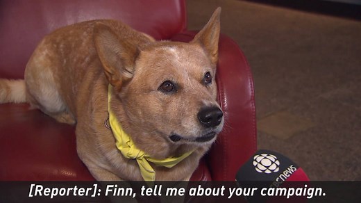 580K views · 1K reactions | Meet Finn. He's a good boy. And he wants your vote. www.cbc.ca/1.4284381 | CBC Newfoundland and Labrador | Facebook