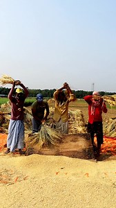 215K views · 1.9K reactions | Amazing Farmers Threshing Paddy by...