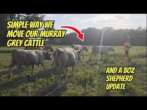 What Happens When You Move Cows To Fresh Grass?