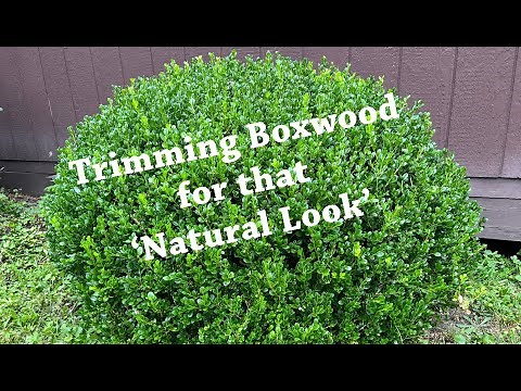 Trimming Boxwood for that 'Natural Look'