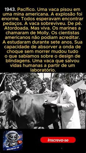 A Vaca que Sobreviveu a uma Explosão Militar — e o Que Descobriram Choca