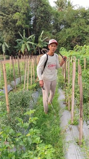 Watering plants using creative tools -Agriculture farming #shorts