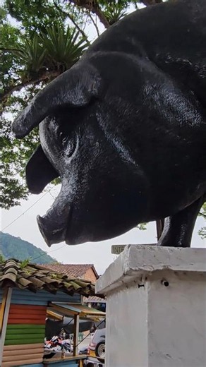 The Berraco of Guaca, a Famous Pig in Colombia
